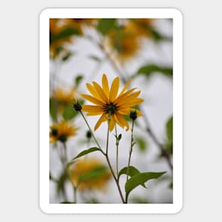 Sunflowers Sticker